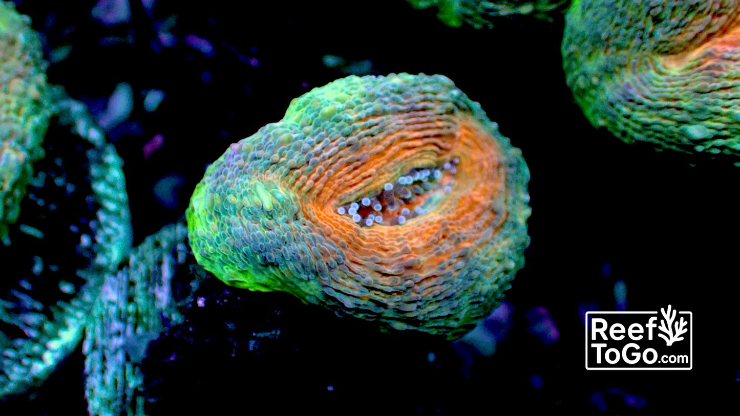 Papaya branching lobophyllia 1” frag