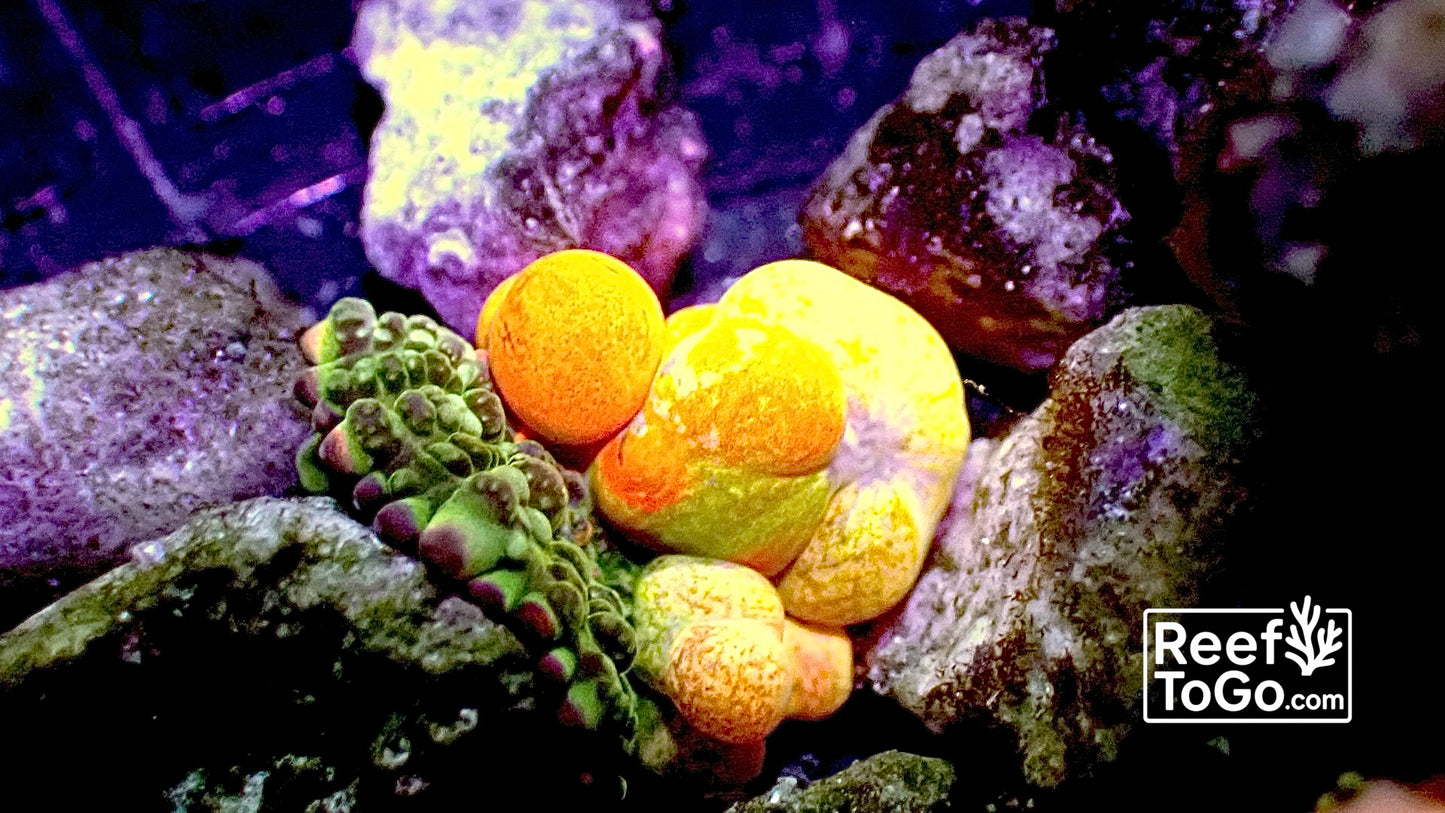OG bounce mushroom XS baby size
