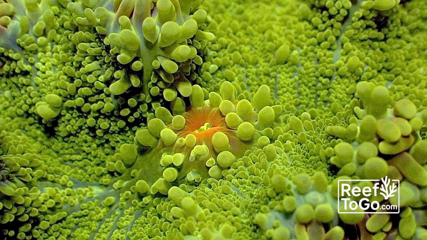 Lime Yuma mushroom 2” on live rock