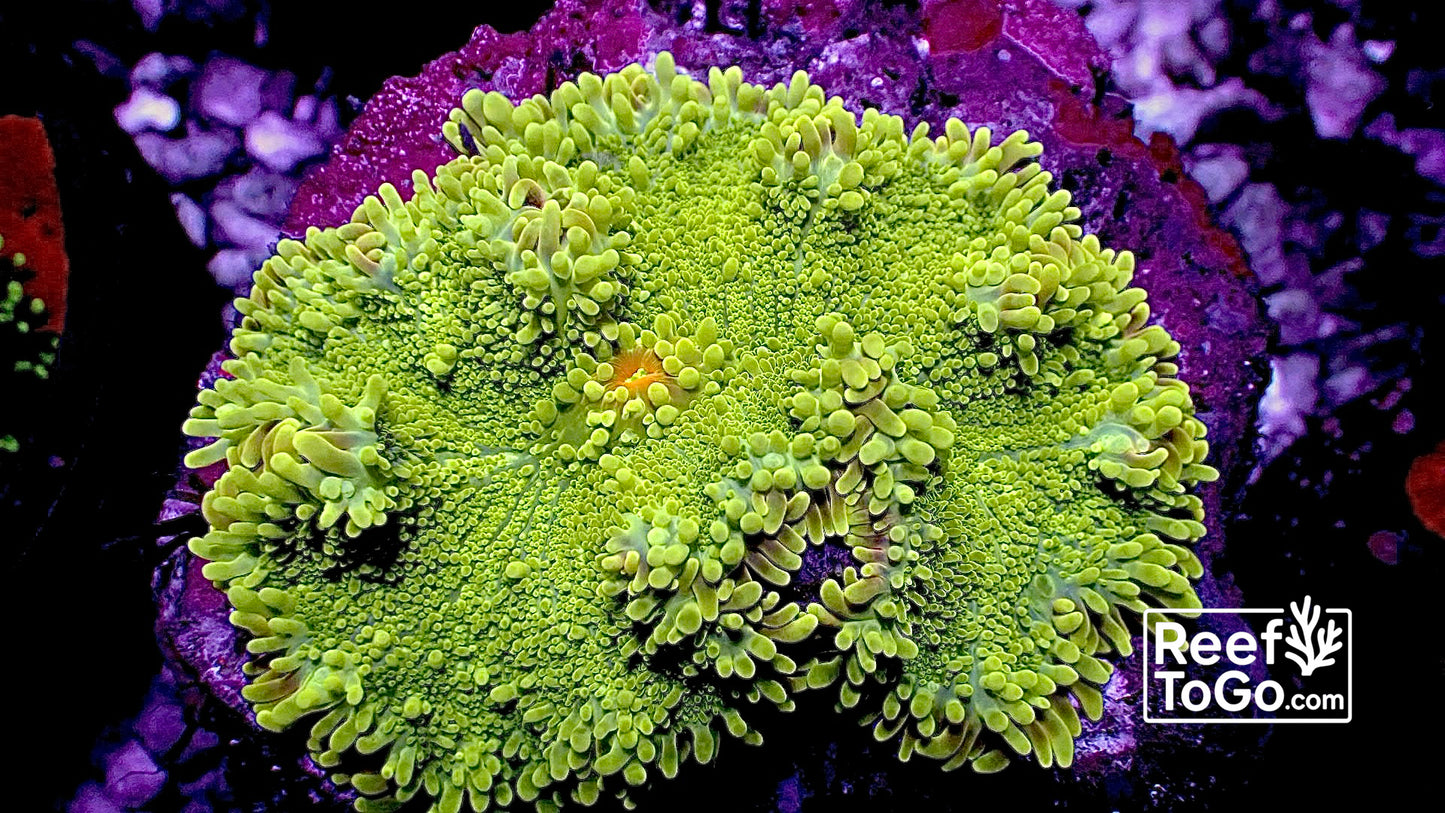Lime Yuma mushroom 2” on live rock