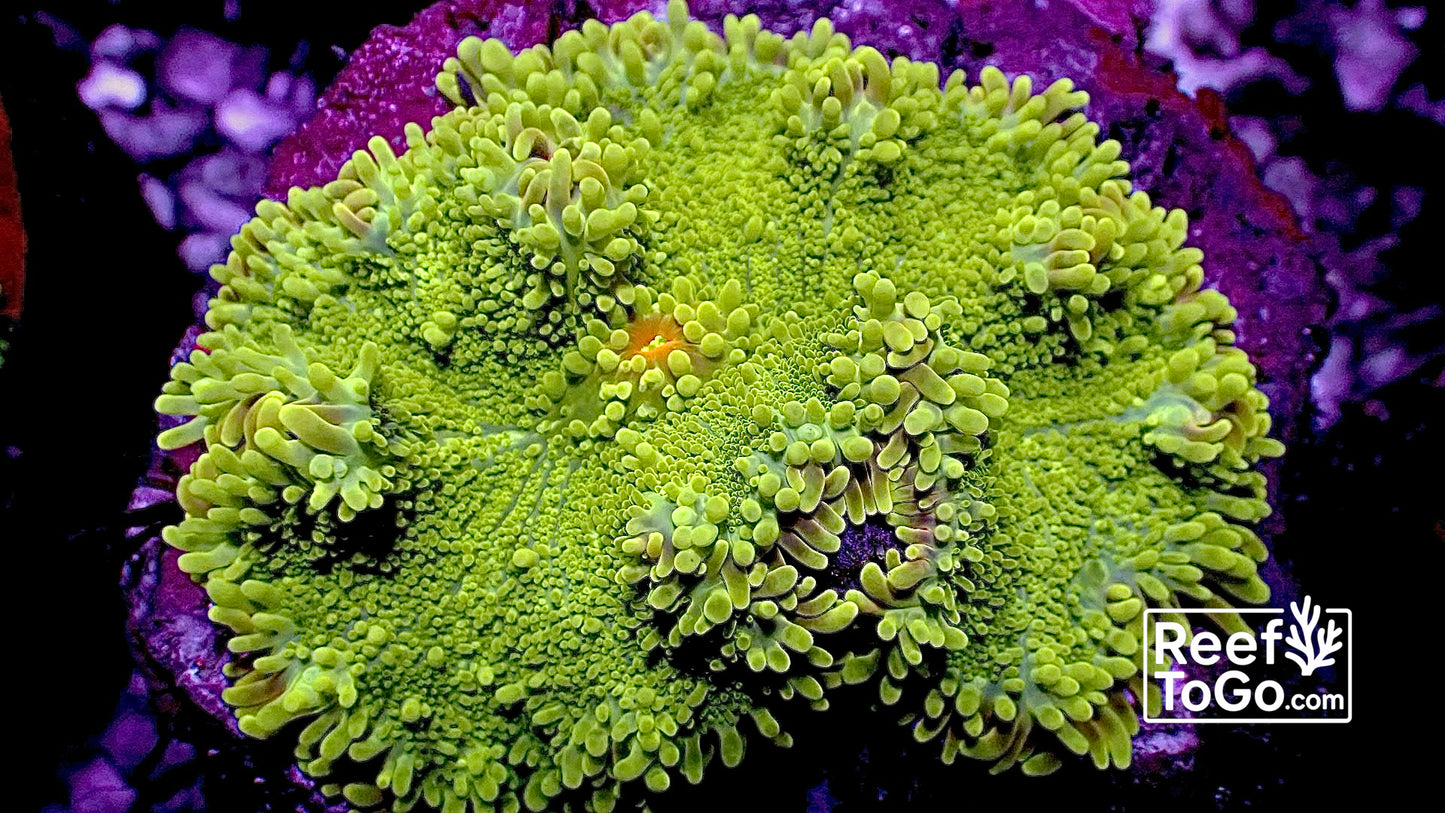 Lime Yuma mushroom 2” on live rock