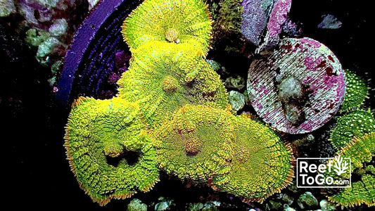 Tequila sunrise Rhodactus 1 mushroom