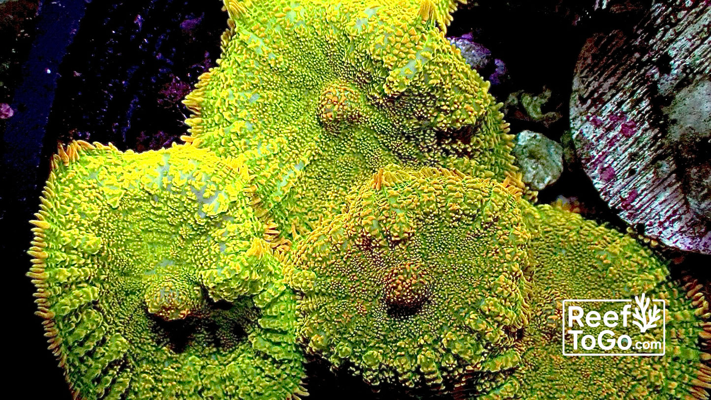 Tequila sunrise Rhodactus 1 mushroom