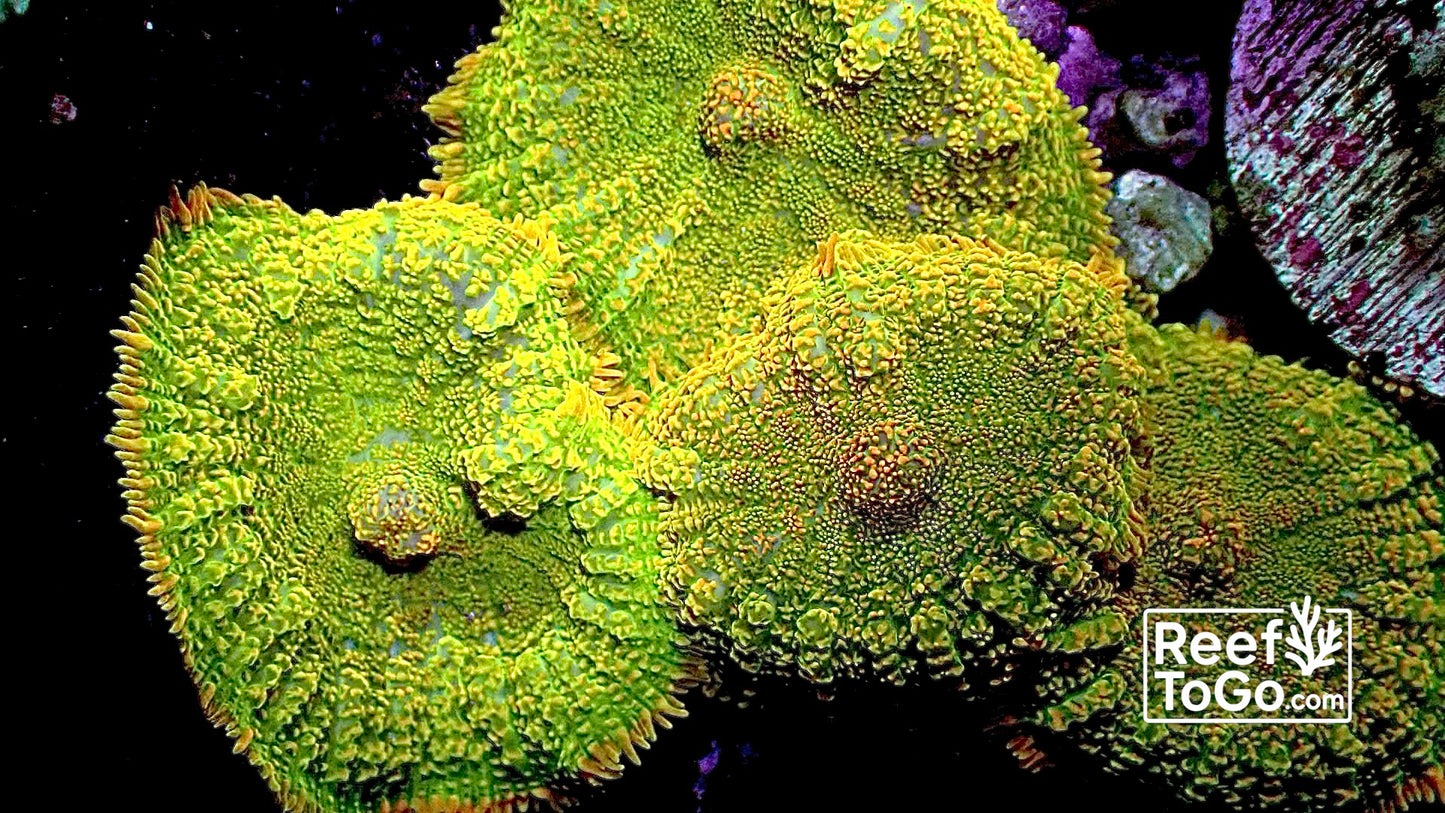 Tequila sunrise Rhodactus 1 mushroom