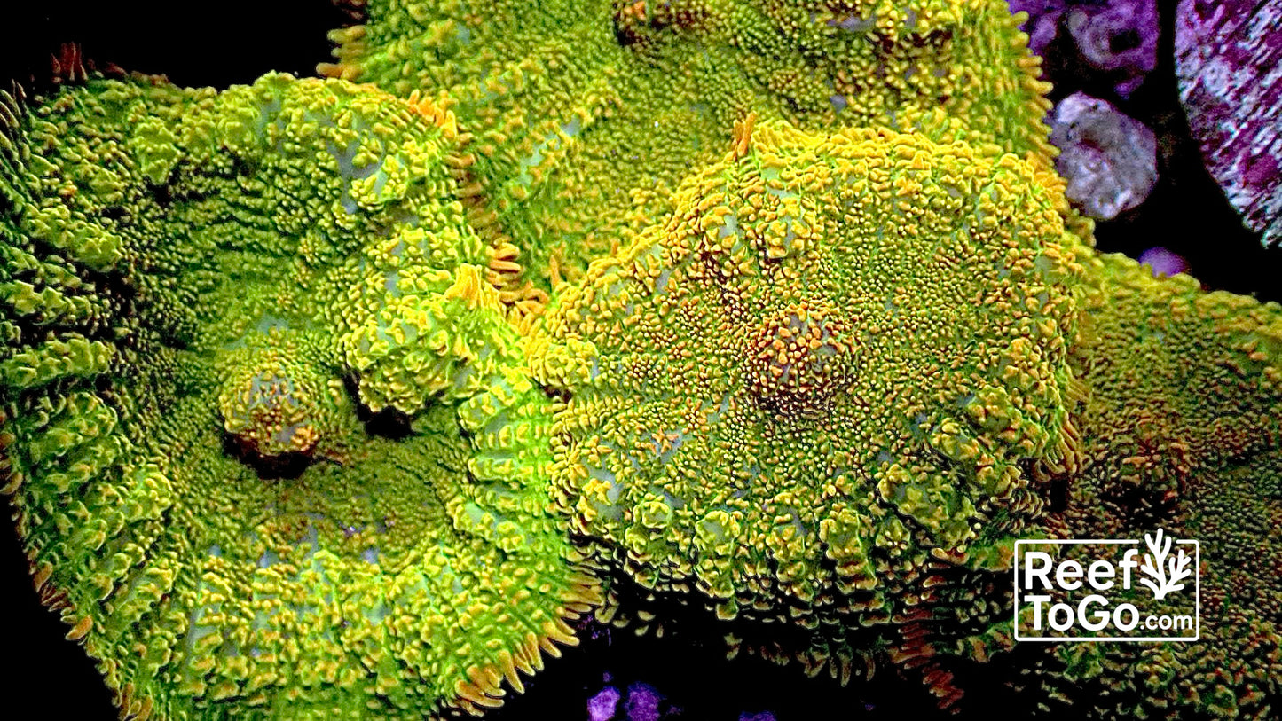 Tequila sunrise Rhodactus 1 mushroom