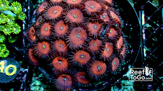 Red people eater large colony 4” 20+ heads wysiwyg