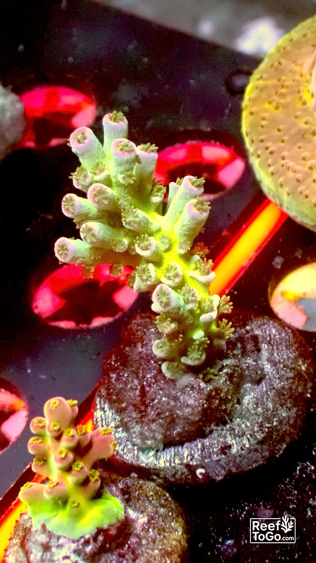 Rainbow Berry Acro speciosa 1” frag