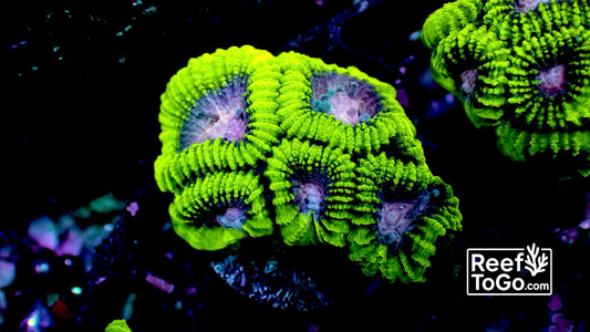 Plum pudding favia 1” frag