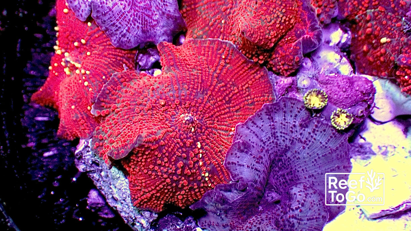 Lava disco mushroom 1 mushroom 1”
