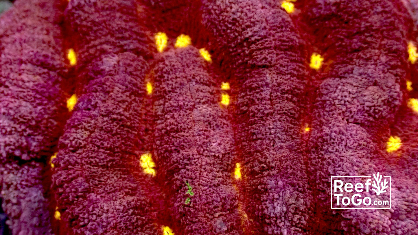 Volcano valley brain Lobo hemprichii 4” WYSIWYG