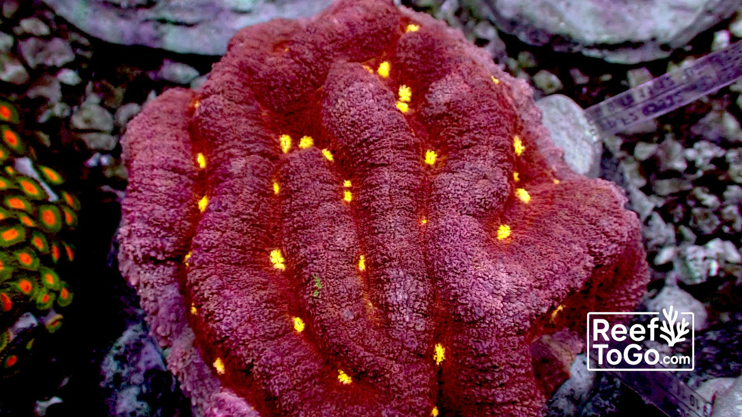 Volcano valley brain Lobo hemprichii 4” WYSIWYG