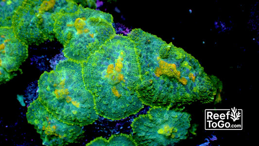 Gold burst Rhodactus mushroom 1” frag (1-2 mushroom)