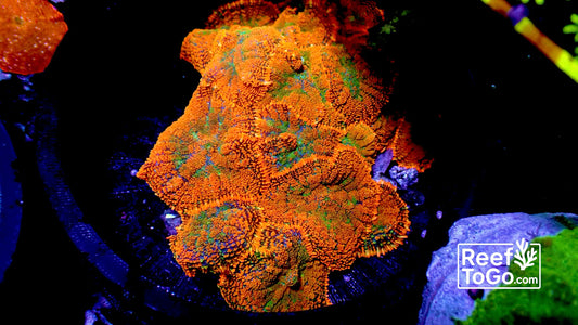 Forest fire Rhodactus (1 ) one mushroom