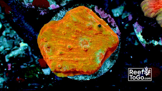Mars chalice 1” frag