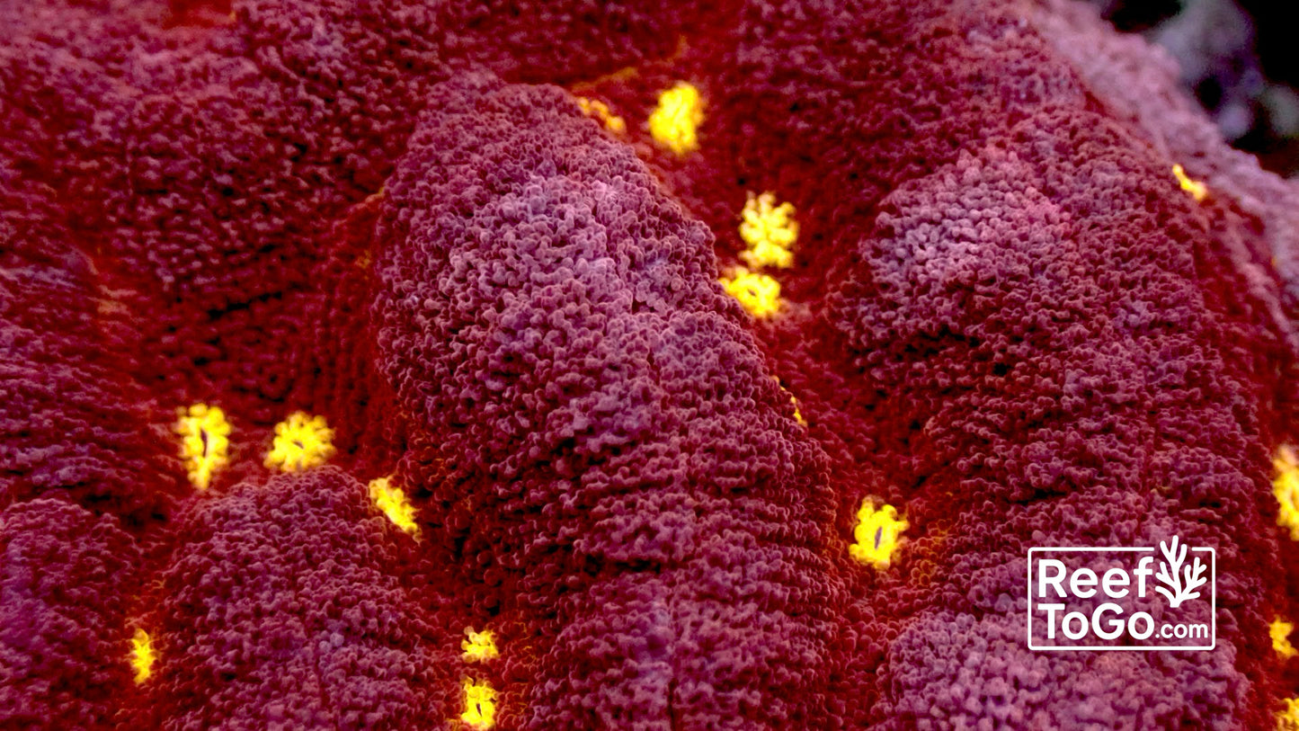 Volcano valley brain Lobo hemprichii 4” WYSIWYG