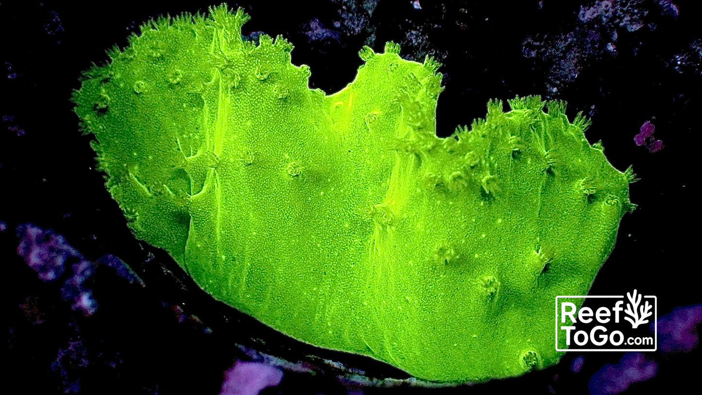 Ultra neon green cabbage leather 1” frag