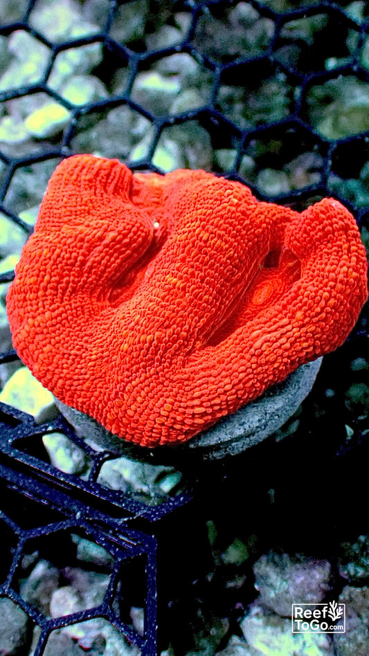 Acan bowerbanki ultra red 2” frag