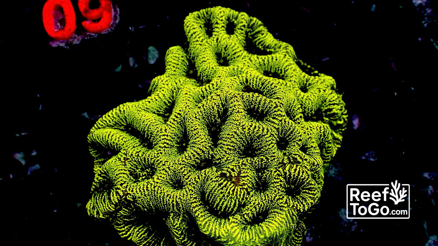 Neon brain 3” colony WYSIWYG