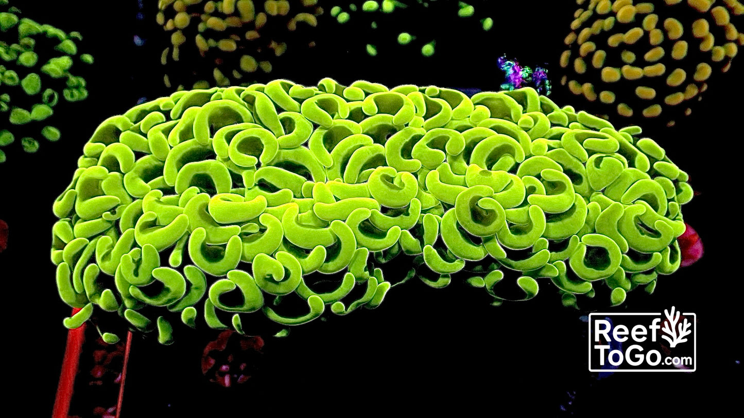 Neon yellow/green anchor wall hammer 4” WYSIWYG