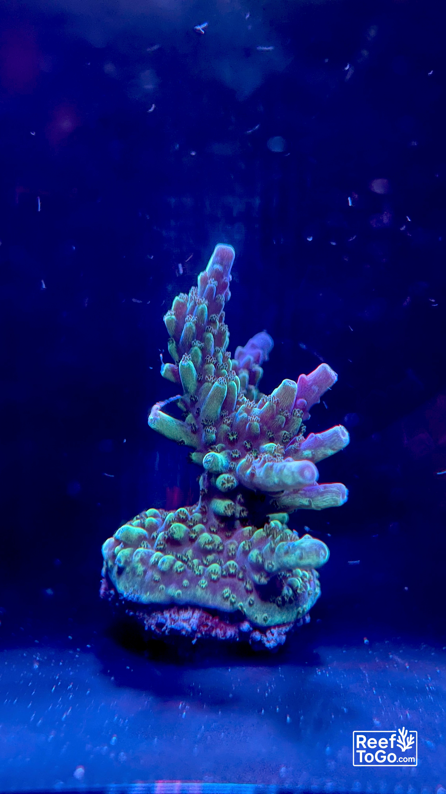 Tricolor valida acro 1” frag
