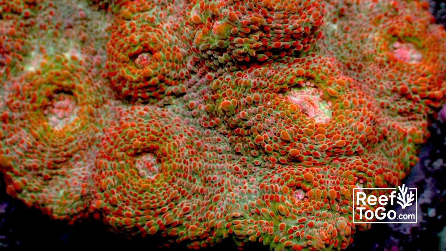 Firestorm chalice colony 4” WYSIWYG