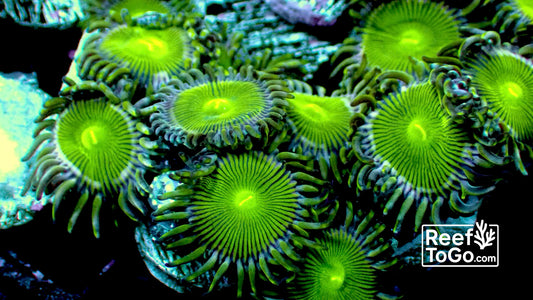 Grinch zoas 1” frag 3+ heads