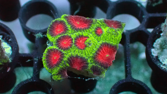 Watermelon favia 1" frag