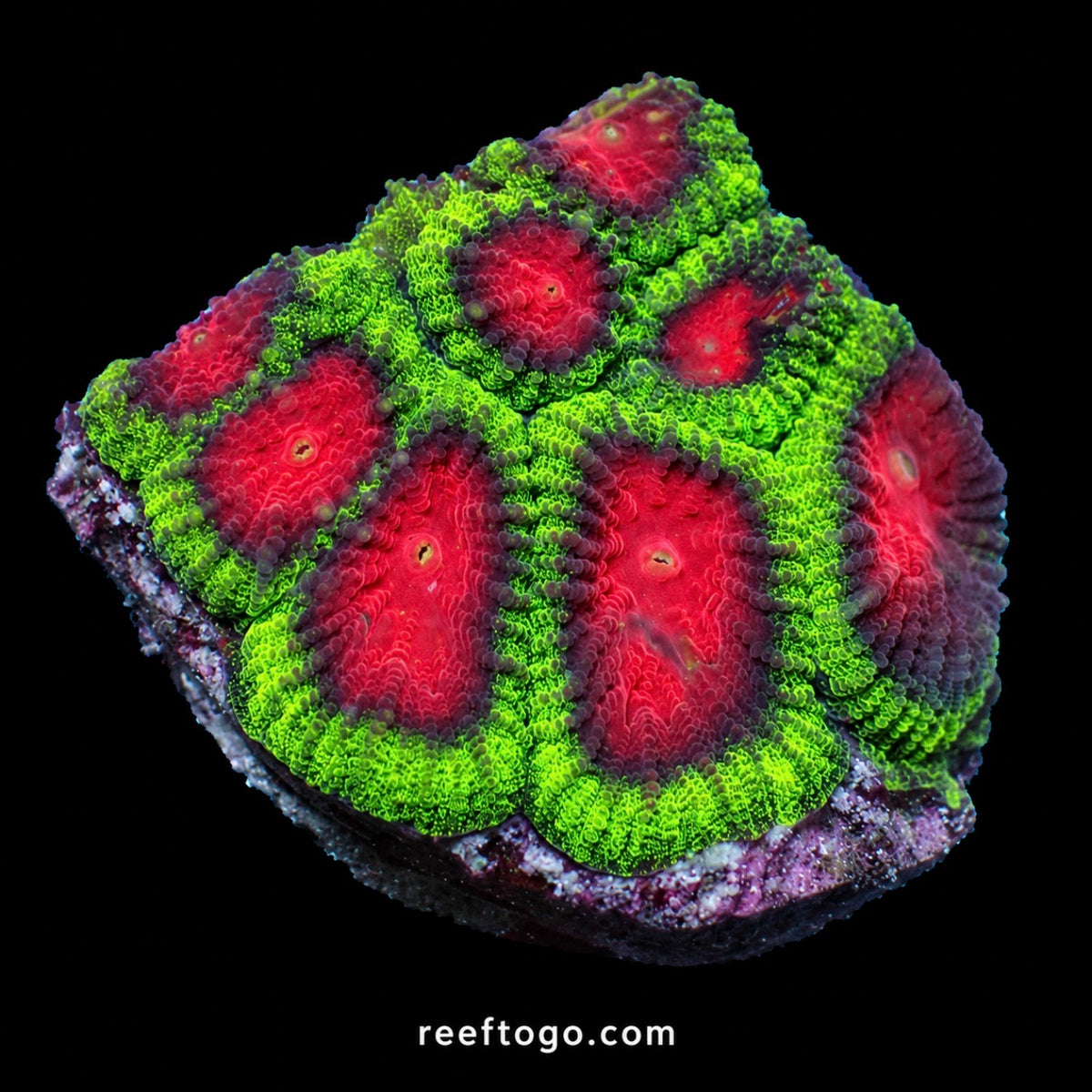 RTG Watermelon Favia