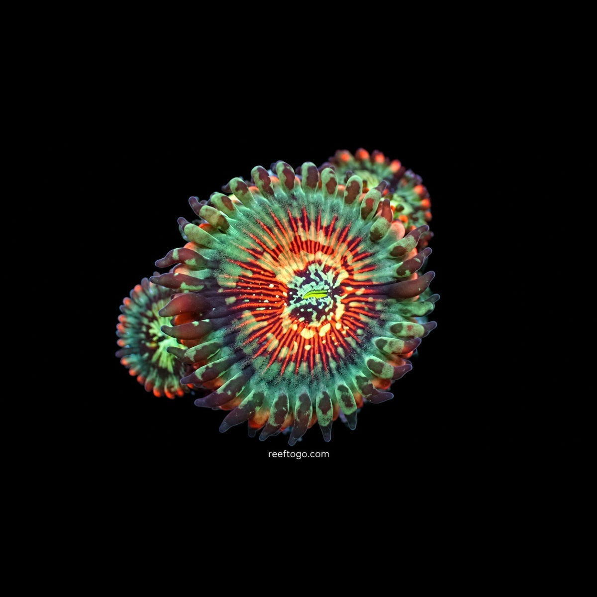 White zombies zoas · 1" Frag (2+ heads)