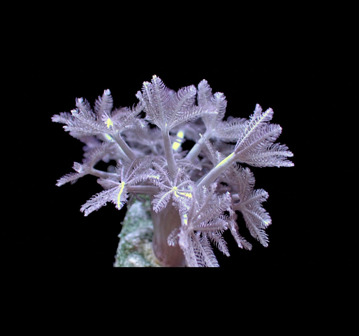 RTG Pulsing Xenia