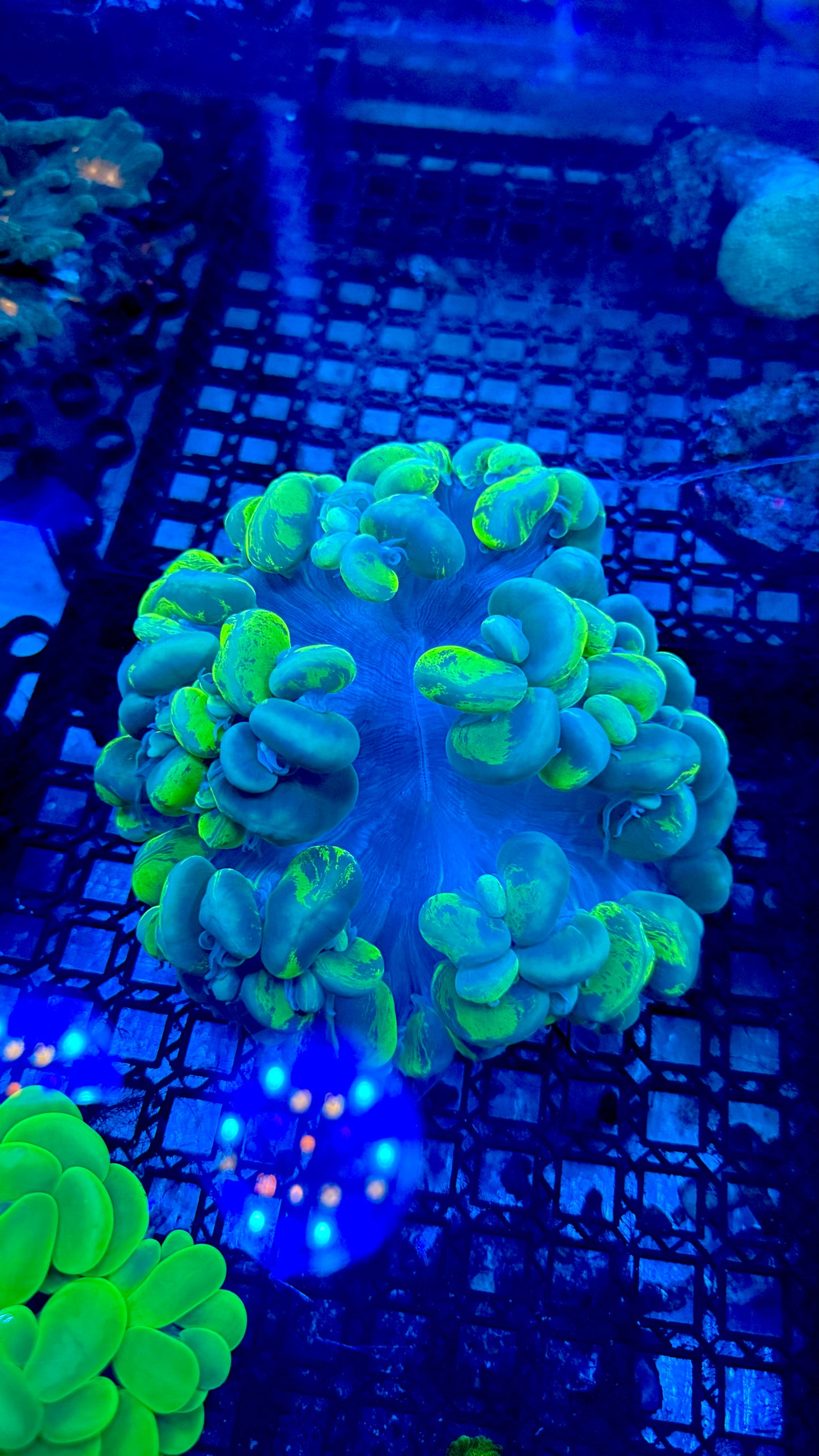 XXL splatter bubble 6" colony WYSIWYG